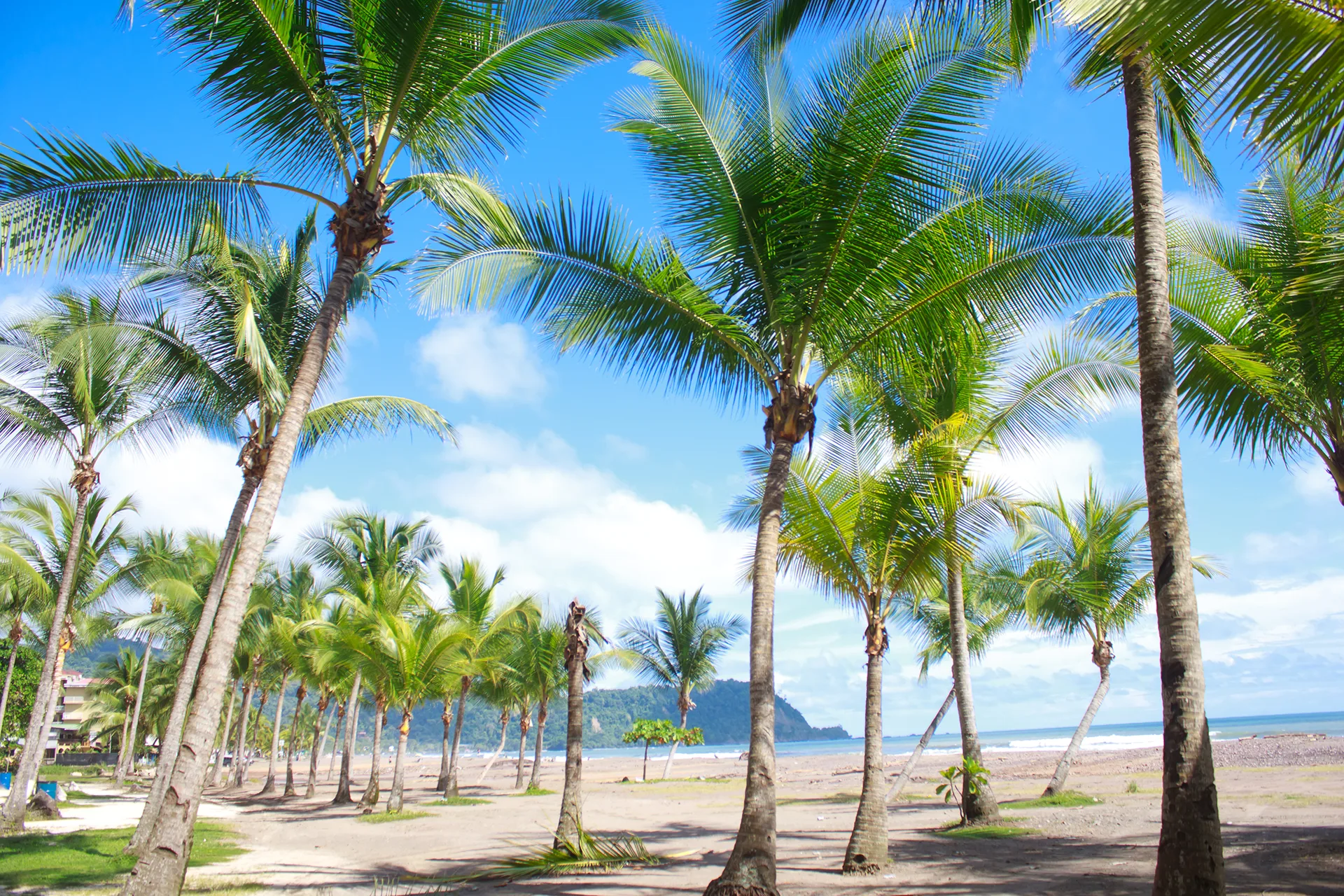tropical-beach-with-palm-trees-in-jaco-costa-rica-SBI-317297702 copy
